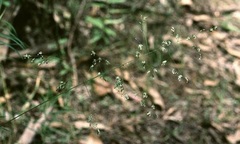 Slender Tussock-grass