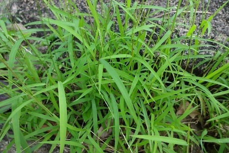 Asia Crabgrass