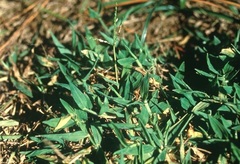 Blanket Crabgrass, Dwarf Crabgrass