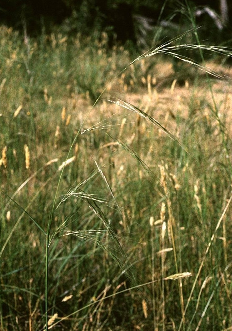 Austrostipa Species, Spear-Grass