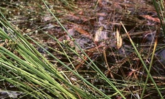 Juncus Species, Joint-Leaf Rush