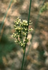 Juncus Species, Broom Rush, Fan-Flowered Rush