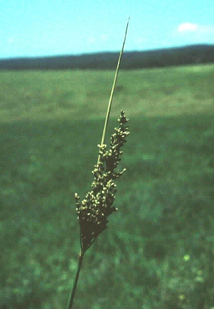 Juncus Species, Tall Rush
