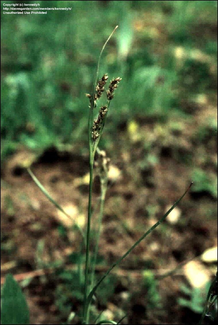 Field Woodrush