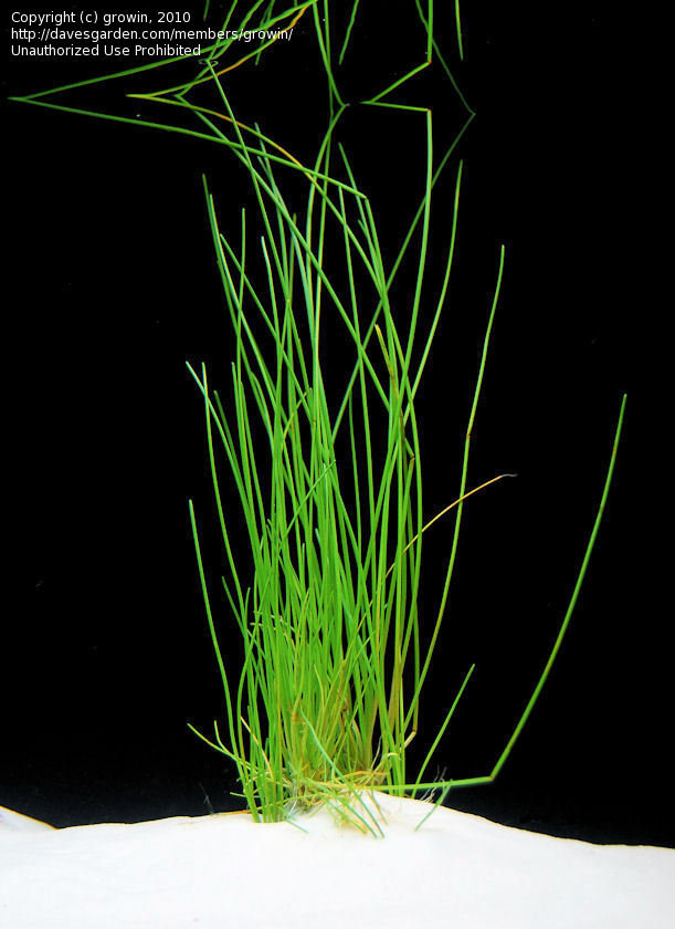 Sand Spikerush, Hairgrass