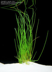 Sand Spikerush, Hairgrass