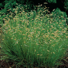 Blue Grama Grass, Blue Gramma 'Hachita'