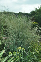 Bitter Panic Grass 'Dewey Blue'