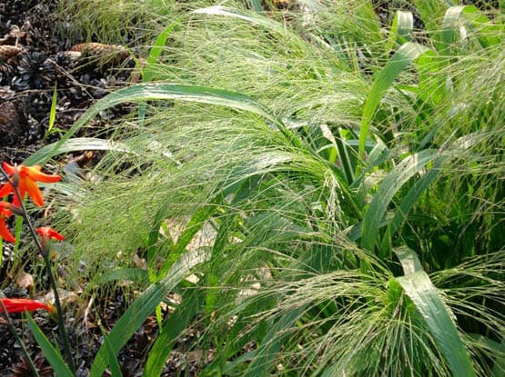 Darnel Love Grass
