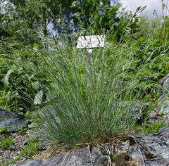 Festuca Species, Bearskin Fescue, Spiky Fescue