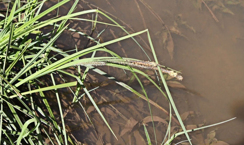 Creek Sedge