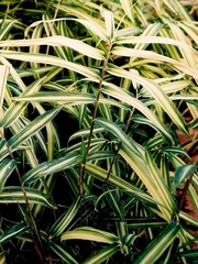 Pleioblastus, Variegated Bamboo 'Tsuboi'