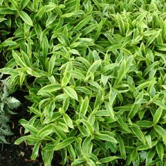 Sedge 'Island Brocade'