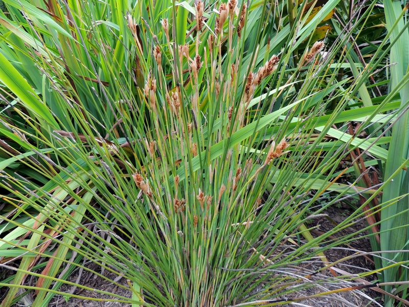 African Thatching Rush