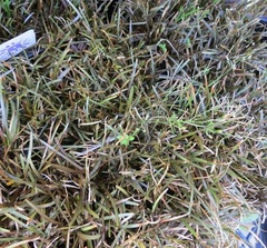 Caramel Carpet Sedge, Berggren's Sage,