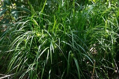 Gray Sedge