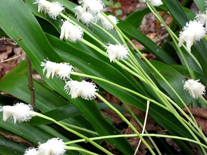 Cymophyllus, Frasers Sedge