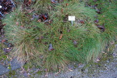 Festuca Species, Breton Fescue