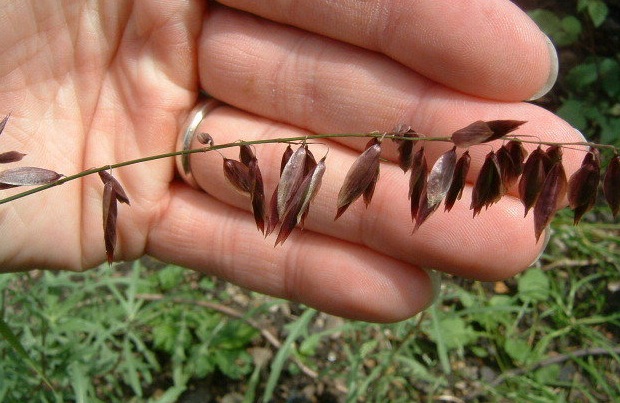 Purple Siberian Melic Grass Atropurpurea