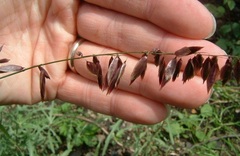 Purple Siberian Melic Grass 'Atropurpurea'
