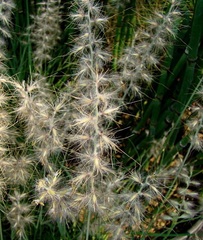 Cenchrus Species, Oriental Fountain Grass