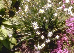 Blue-eyed grass 'Mrs. Spivey'