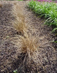 New Zealand Hair Sedge 'Bronze Curls'