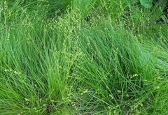 Wood Sedge