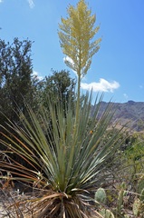 Bigelow's Desertgrass