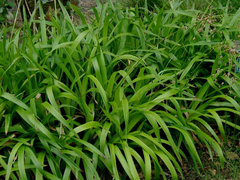 Woodrush, Star Maker Wood Rush 'Starmaker'