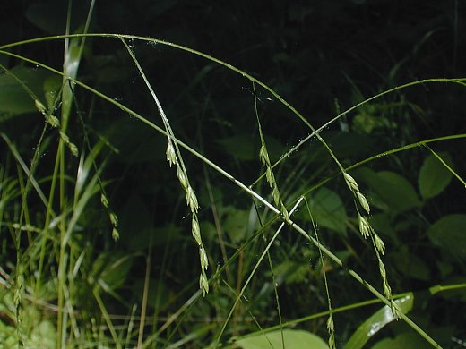 Festuca Species, Nodding Fescue