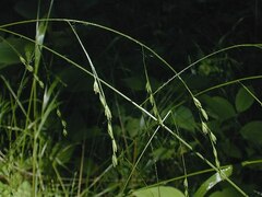 Festuca Species, Nodding Fescue