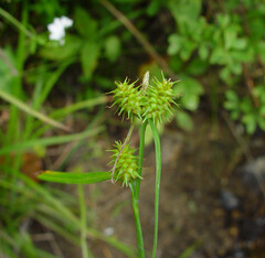 Yellow Sedge, Large Yellow Sedge, Yellow-Green Sedge