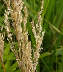 Bluejoint Reed Grass, Canada Reedgrass, Marsh Pinegrass, Meadow Pinegrass