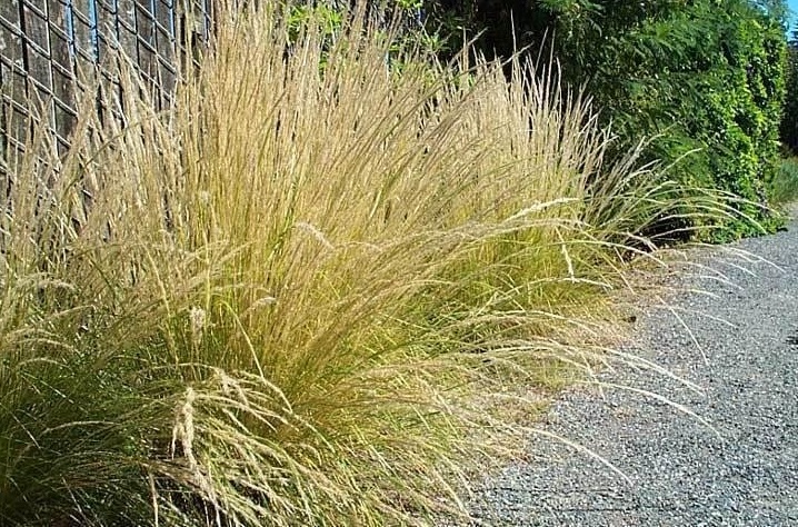 Stipa Species, Coiron Plume, Feathergrass