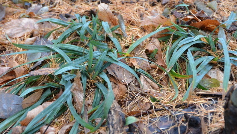 Spreading Sedge