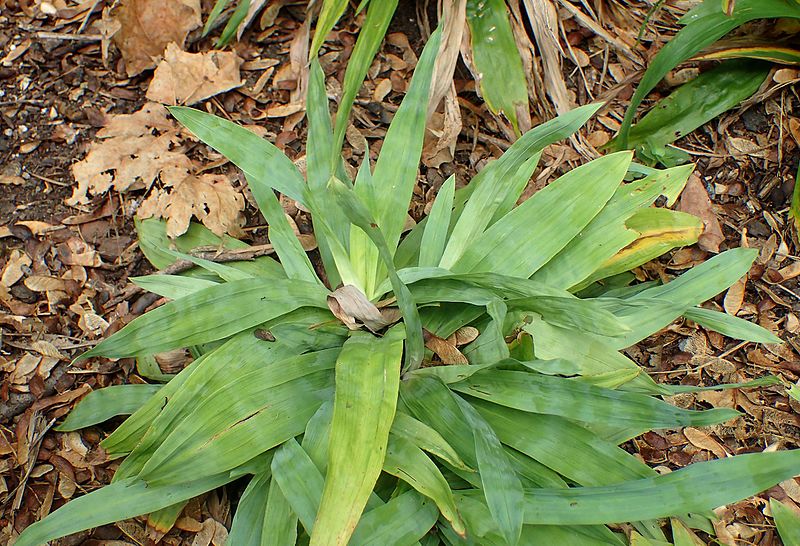 Broad-leaved Sedge, Silver Sedge Blue Satin