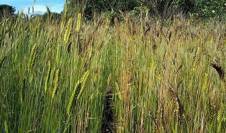 Einkorn