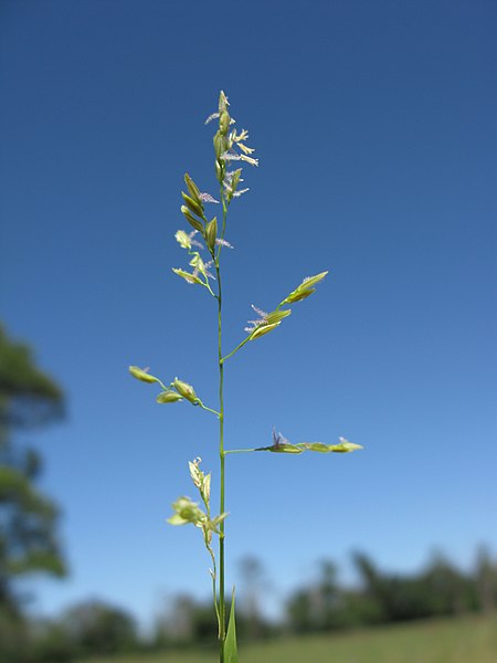 Southern Cutgrass