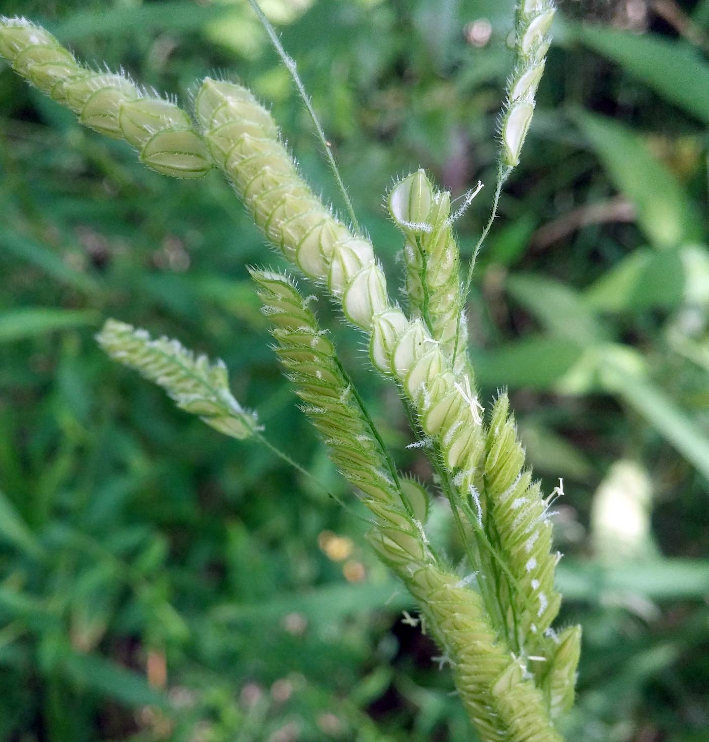 Catchfly Grass