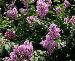 Lagerstroemia, Crape Myrtle, Crepe Myrtle 'Basham's Party Pink'