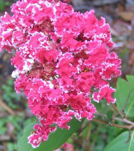Lagerstroemia, Crape Myrtle, Crepe Myrtle Candy Stripe