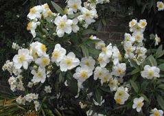 Carpenteria Species, Bush Anemone, California Anemone, Tree Anemone