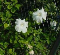 Rose of Sharon, Shrub Althea 'Diana'
