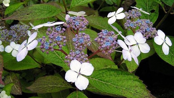 Bigleaf Hydrangea, Lacecap Mariesii Perfecta