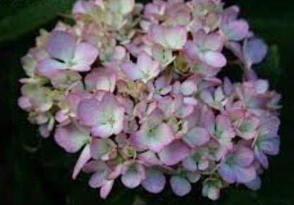 Bigleaf Hydrangea, French Hydrangea, Mophead Nigra