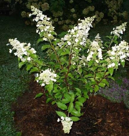 Panicle Hydrangea, Tree Hydrangea Kyushu