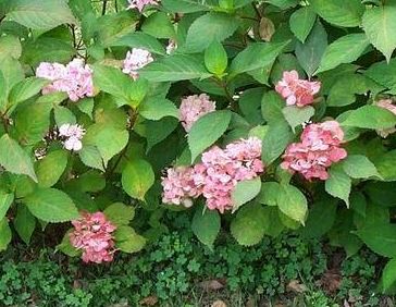 Mophead Hydrangea Preziosa