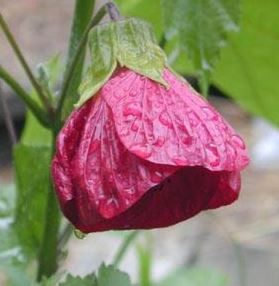 Abutilon, Flowering Maple Nabob