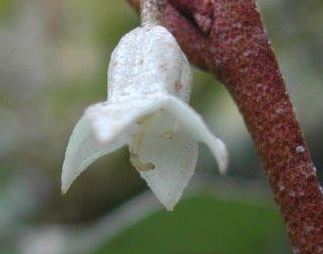 Oleaster, Ebbinges Silverberry Limelight